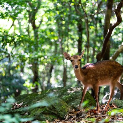 とにかく安くいきたい！3月 屋久島ツアー・奄美大島ツアーイメージ